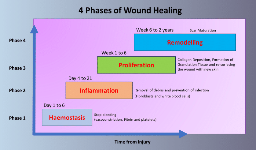 The Role of Nutrition in Wound Healing